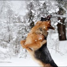 Схема вышивки «не поймаю»