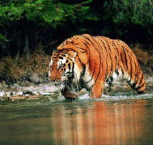 Схема вышивки «тигер»