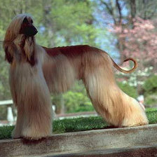 Схема вышивки «собаки»