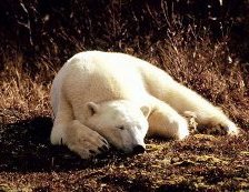 Схема вышивки «мишки»