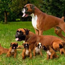 Схема вышивки «собаки»