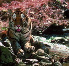 Схема вышивки «тигер»