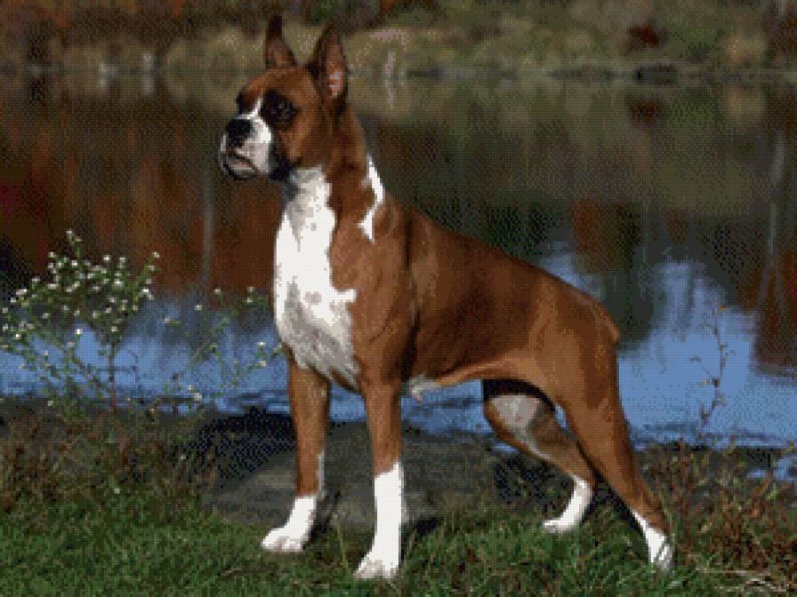 собаки - жывотные - предпросмотр