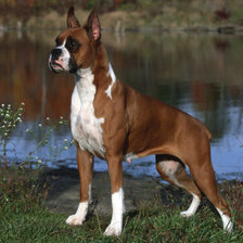 Схема вышивки «собаки»