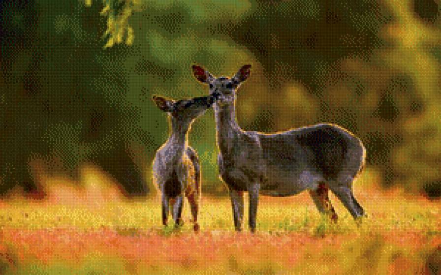 олень - жывотные - предпросмотр