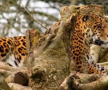 Схема вышивки «хищники»