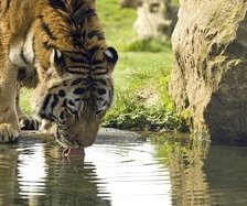 Схема вышивки «тигер»