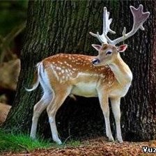 Схема вышивки «Олени»