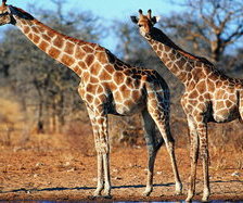 Схема вышивки «жырафы пара»