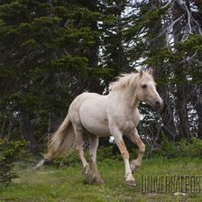 Схема вышивки «лошади»