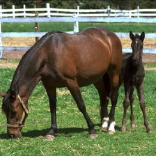 Схема вышивки «лошади»