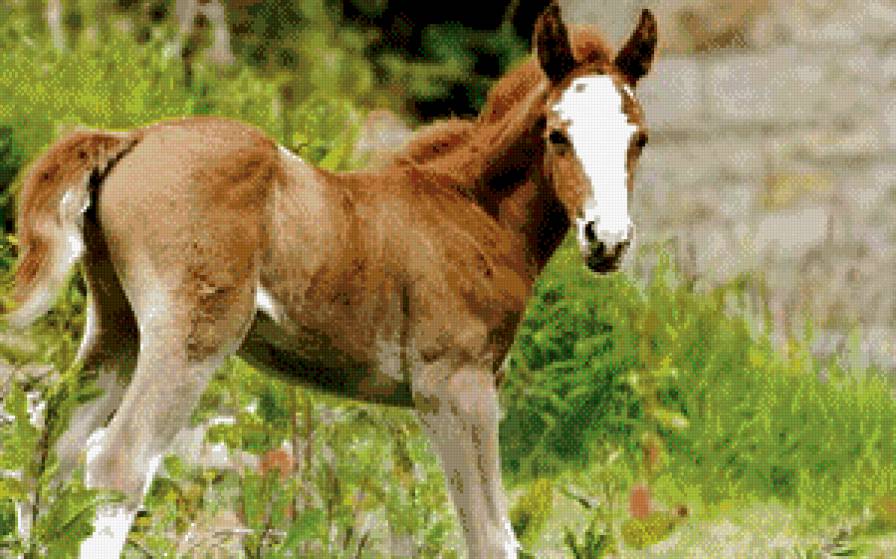 лоша - жывотные - предпросмотр