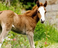 Схема вышивки «лоша»