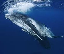 Схема вышивки «кит»