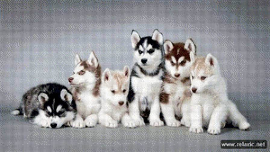 собаки - жывотные - предпросмотр