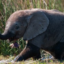 Схема вышивки «сланенок»