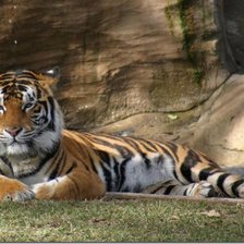 Схема вышивки «тигер»