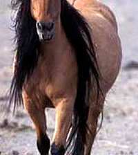 Схема вышивки «лошади»