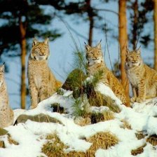 Схема вышивки «симья»