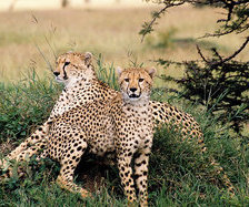 Схема вышивки «хищники»