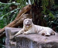 Схема вышивки «тигер»