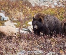 Схема вышивки «мишки»