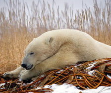Схема вышивки «мишки»