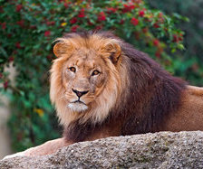 Схема вышивки «лев»