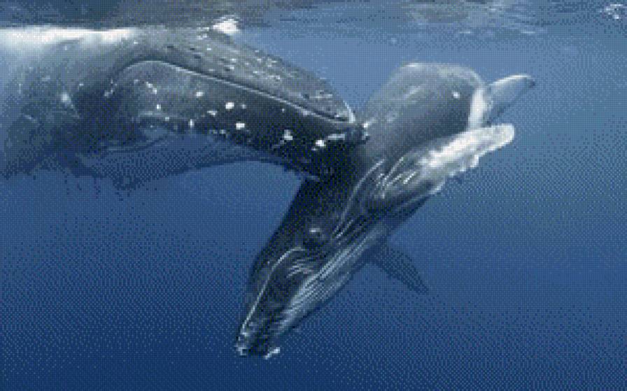 кит - жывотные - предпросмотр