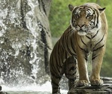 Схема вышивки «тигер»