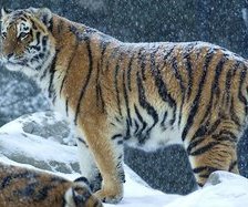 Схема вышивки «тигер»