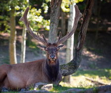 Схема вышивки «Олени»