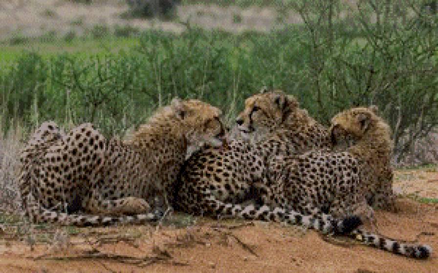 симья - жывотные - предпросмотр