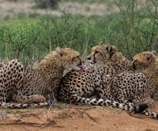 Схема вышивки «симья»