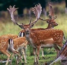 Схема вышивки «Олени»