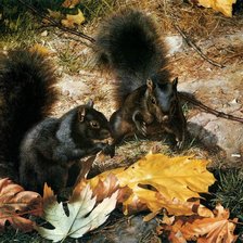 Схема вышивки «белочки»