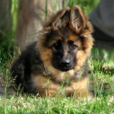 Схема вышивки «собаки»