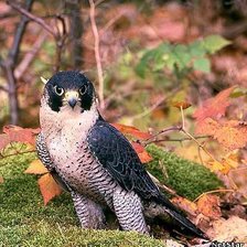 Схема вышивки «орел»