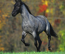 Схема вышивки «лошади»