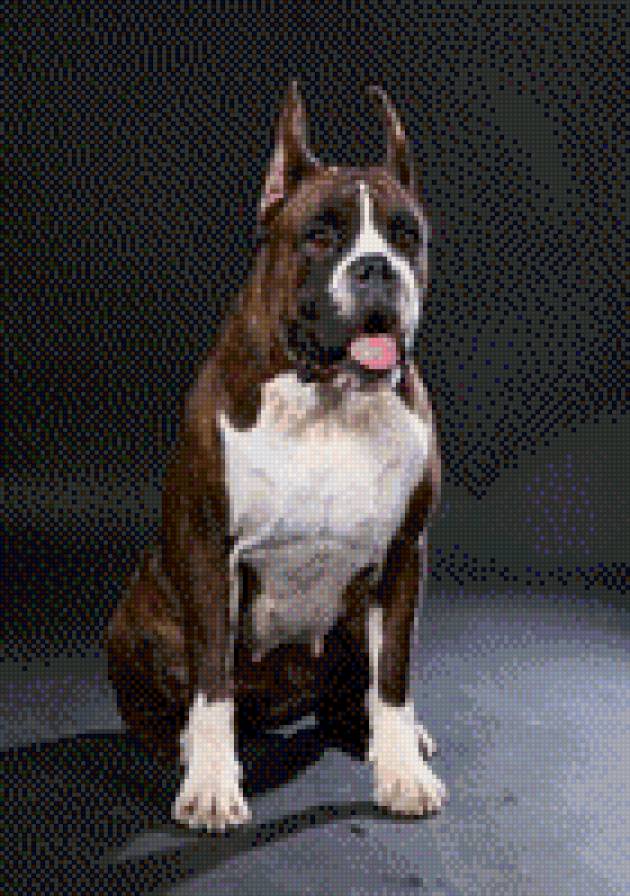 собаки - жывотные - предпросмотр