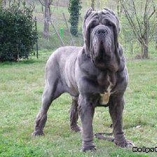 Схема вышивки «собаки»