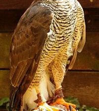 Схема вышивки «соколиная охота»