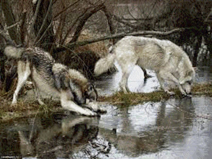 волки - жывотные - предпросмотр