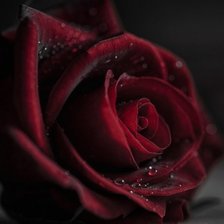 Схема вышивки «роза»