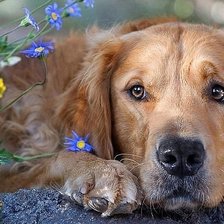 Схема вышивки «собачка на природе»