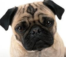 Схема вышивки «мопс»