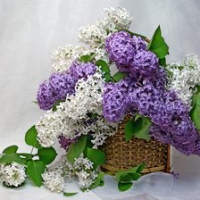 Схема вышивки «сирень»