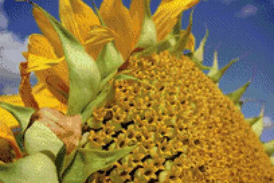 подсолнух - огород, подсолнух - предпросмотр