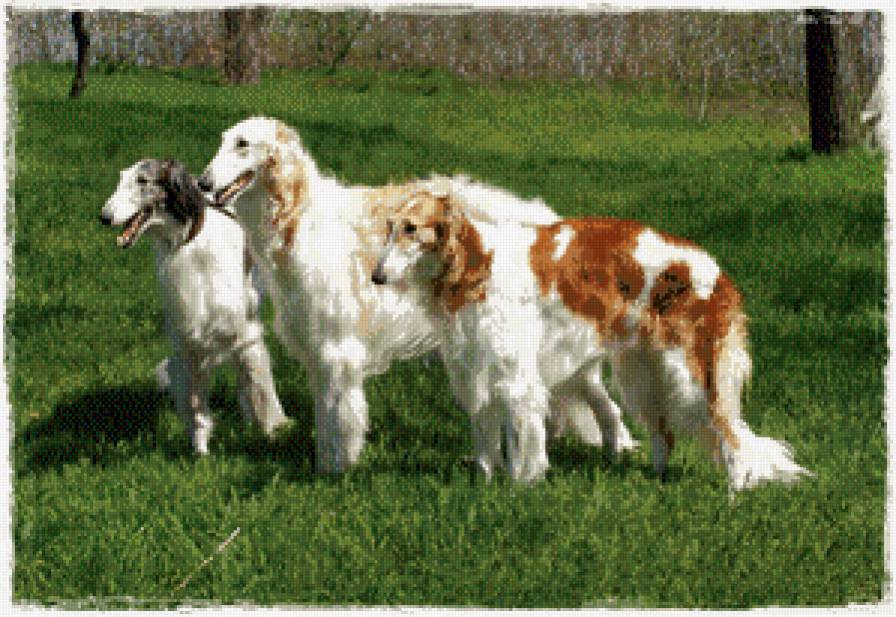 собаки борзые - охота - предпросмотр