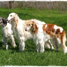 Схема вышивки «собаки борзые»